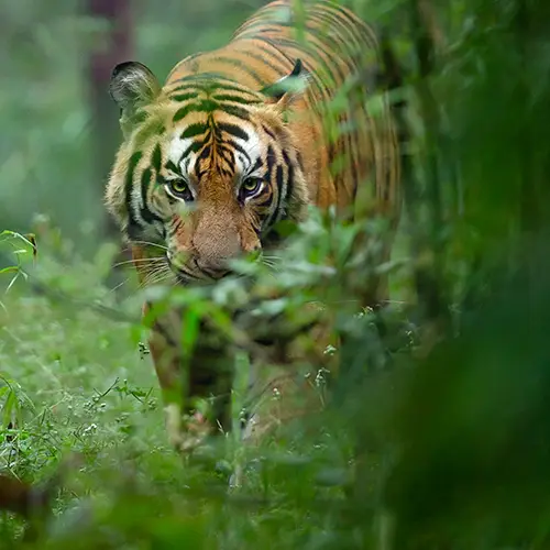 Tiger Safari 2025: Gates Reopening from 15 October – Bandhavgarh, Kanha & Pench